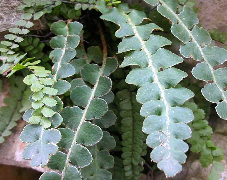 Asplenium ceterach / Cedracca comune